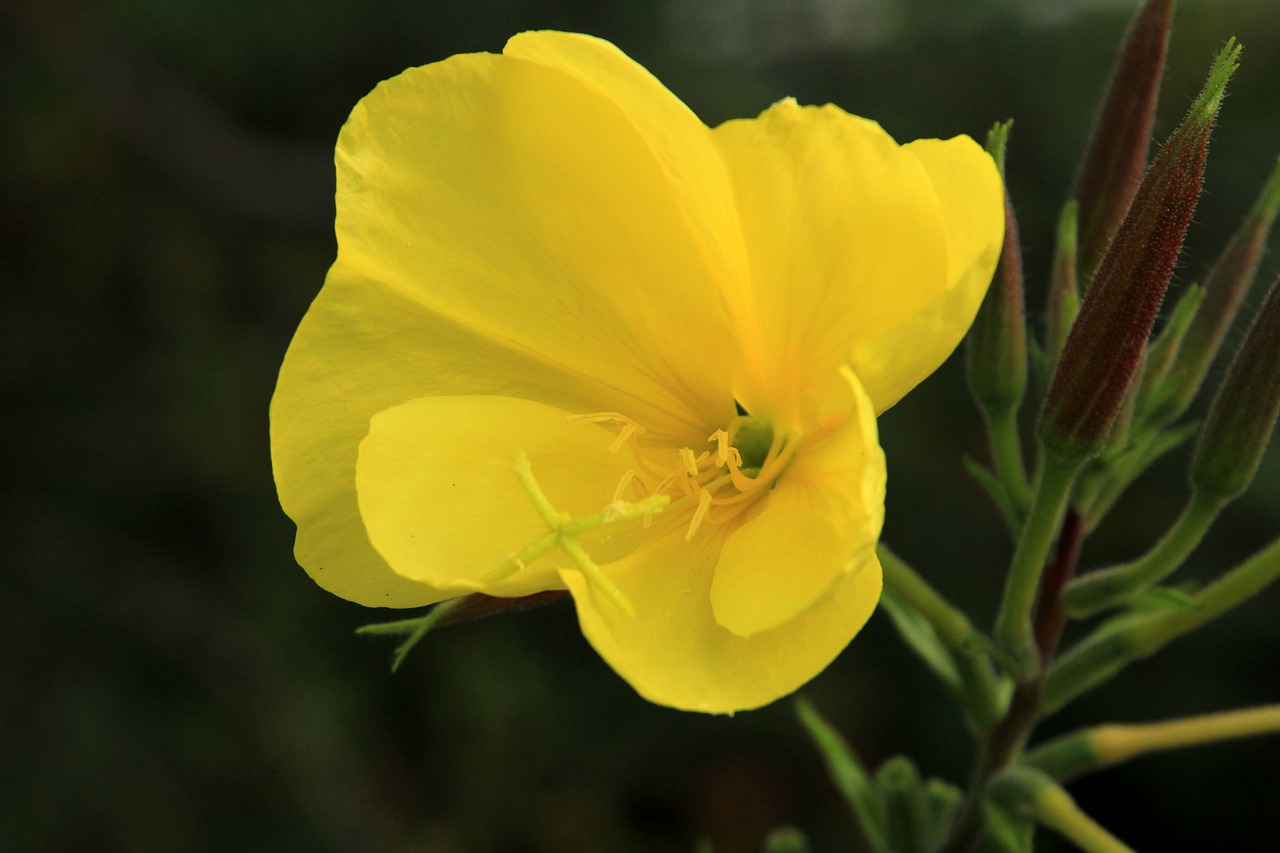 Image - pink evening primrose flower yellow