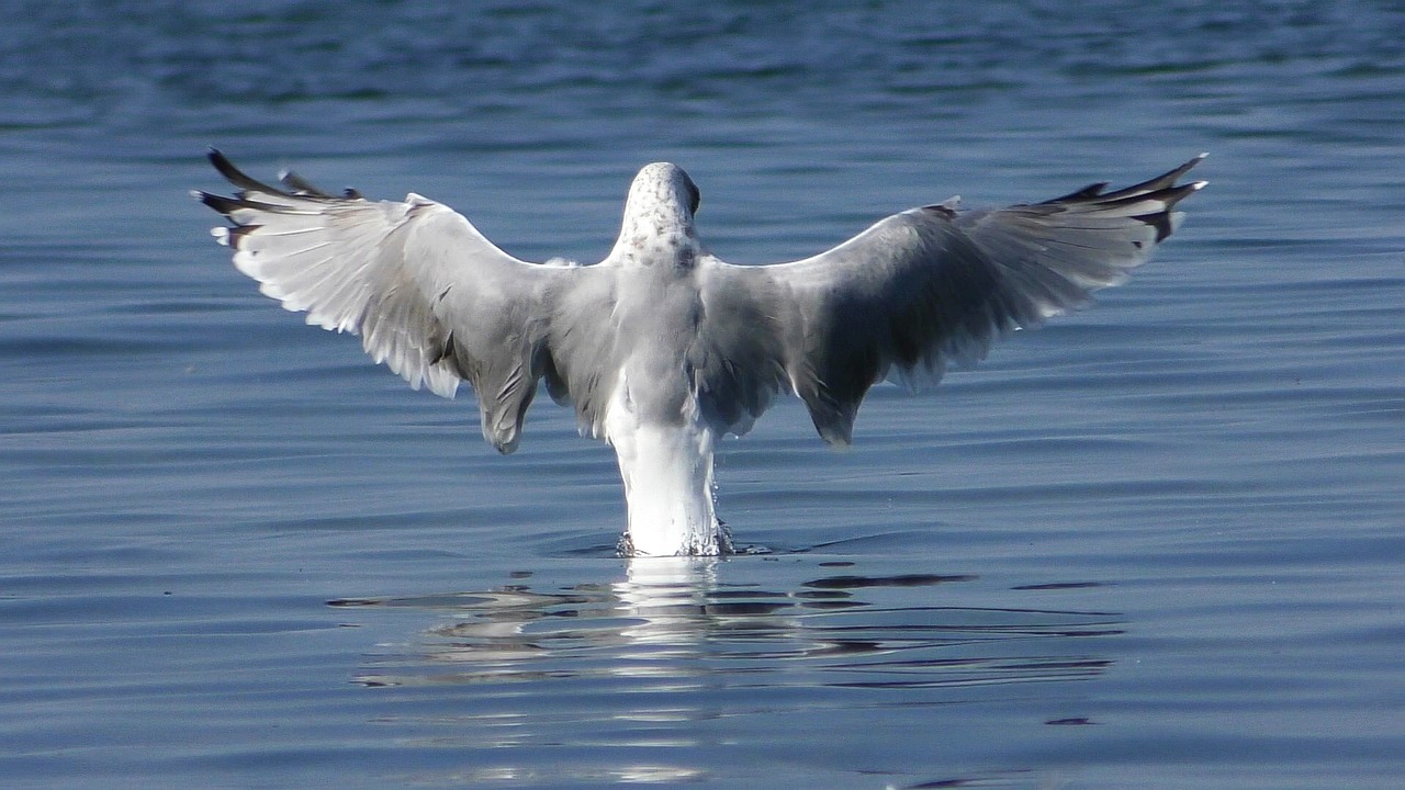 Image - seagull baltic gull wing bird