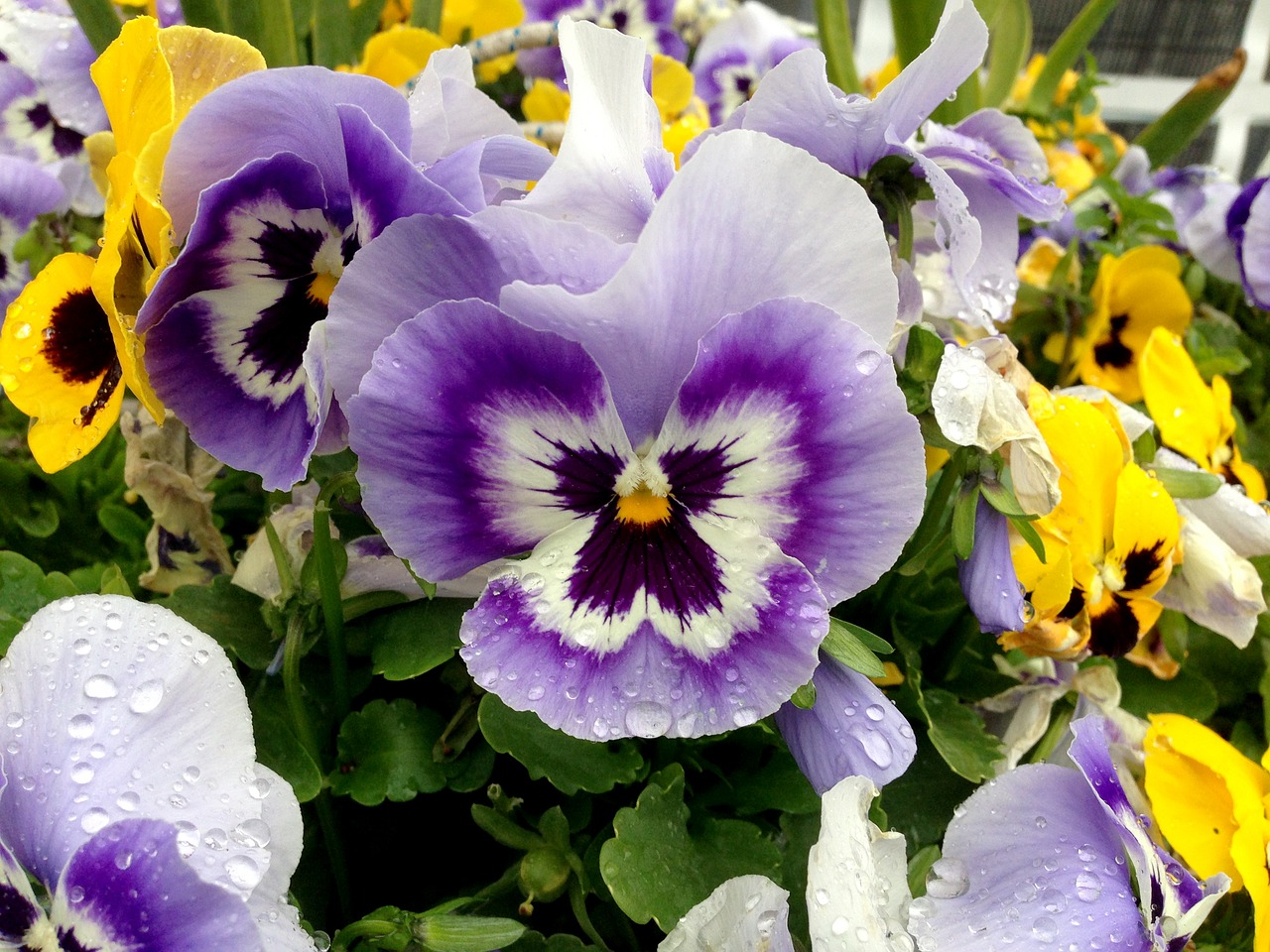 Image - pansy flowers colorful close