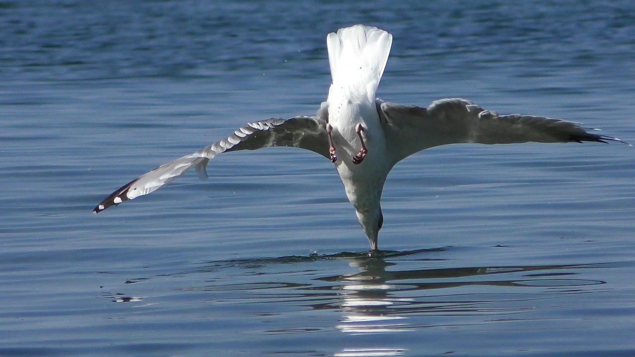 Image - seagull nosedive baltic gull wing