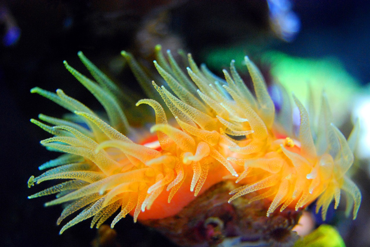 Image - coral reef tentacle sea underwater