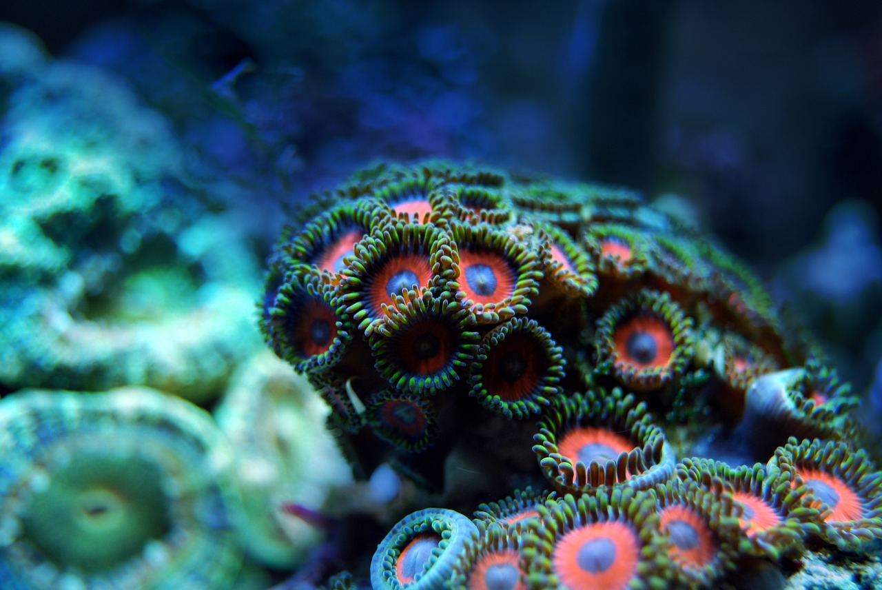 Image - coral reef sea underwater water