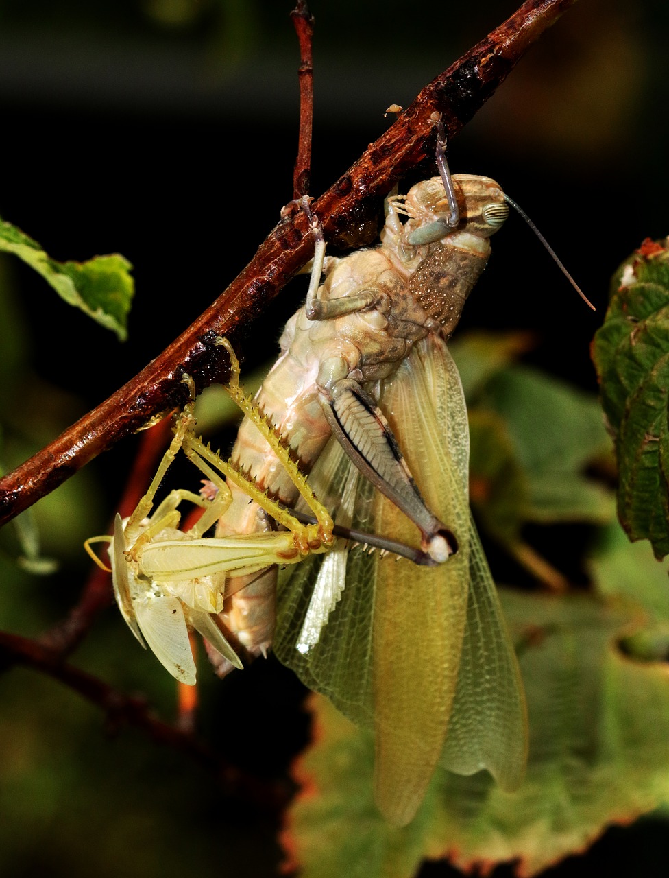 Image - grasshopper moulting shedding wings