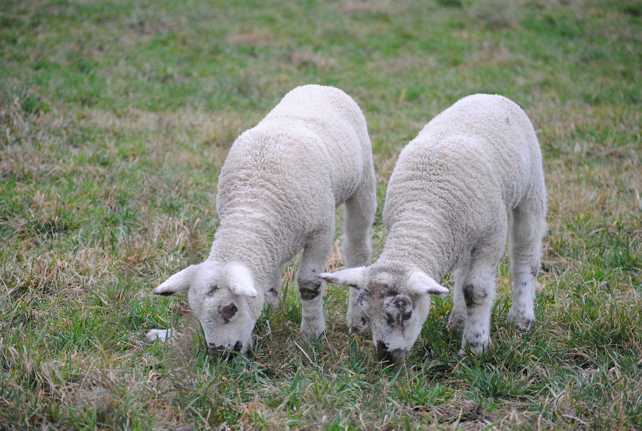 Image - sheep animals twins lamb pasture