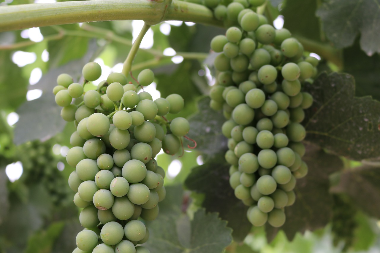 Image - green syrah grapes vine