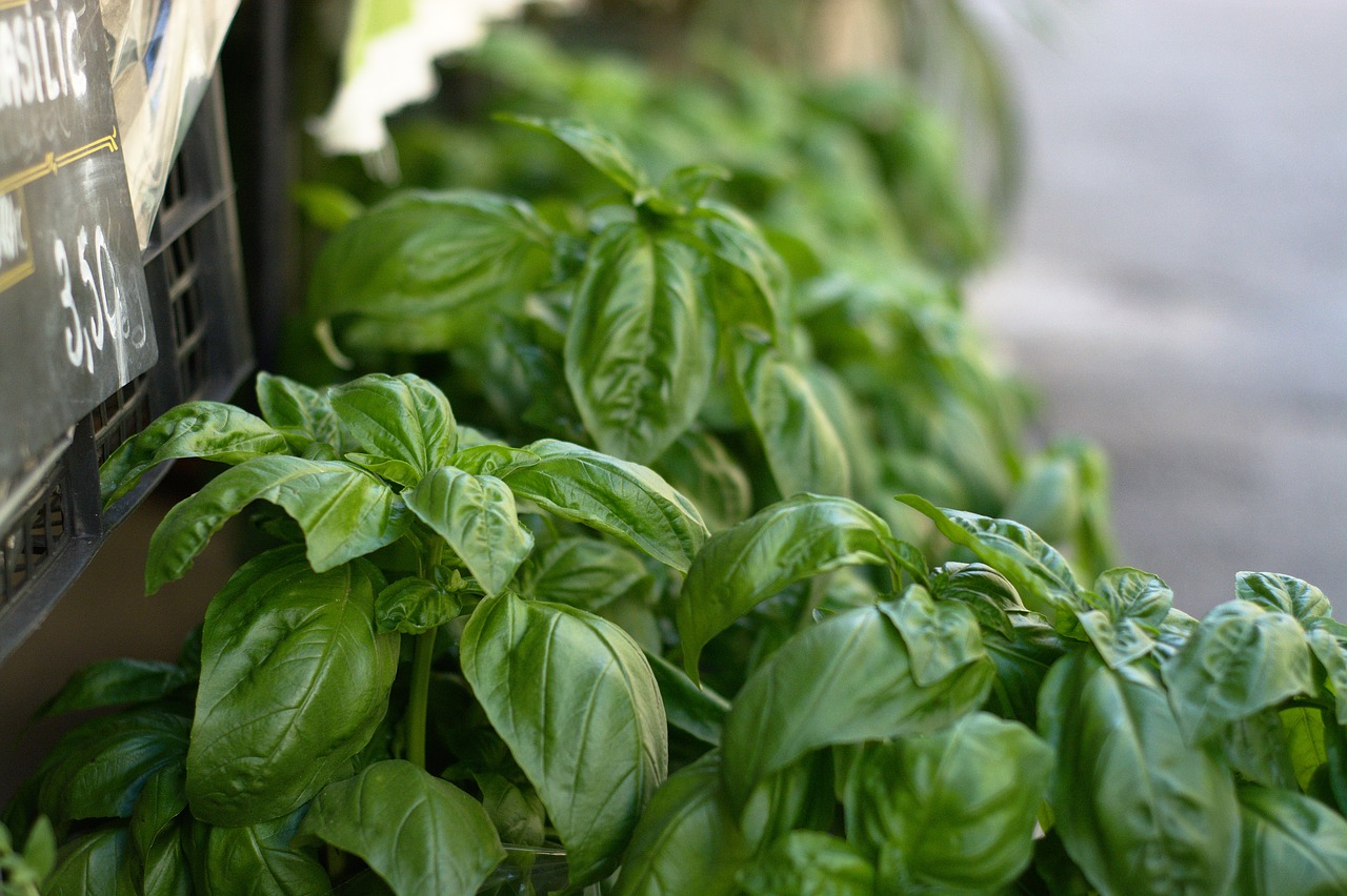 Image - basil green provence pistou