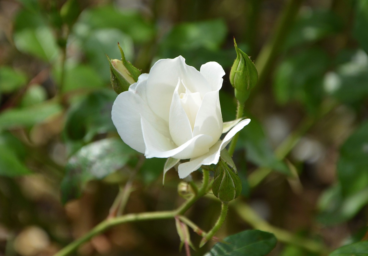 Image - white rose rose bud green foliage