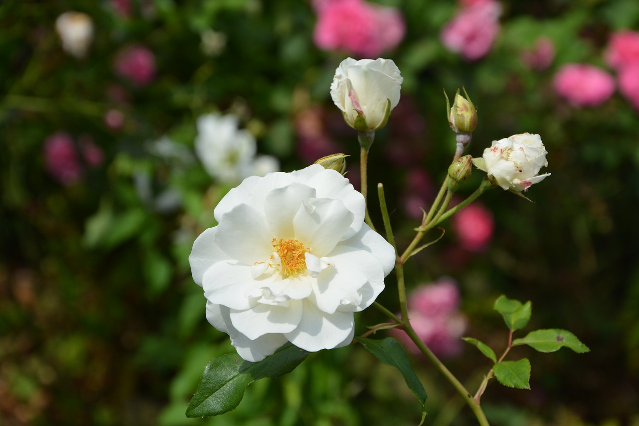 Image - white rose flower rosebuds petals