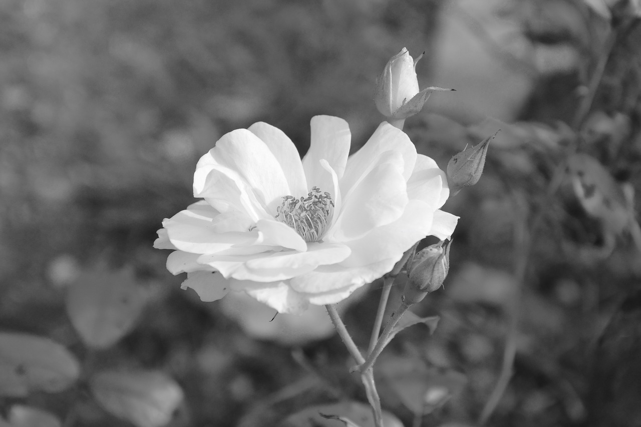 Image - white rose photo black white offer