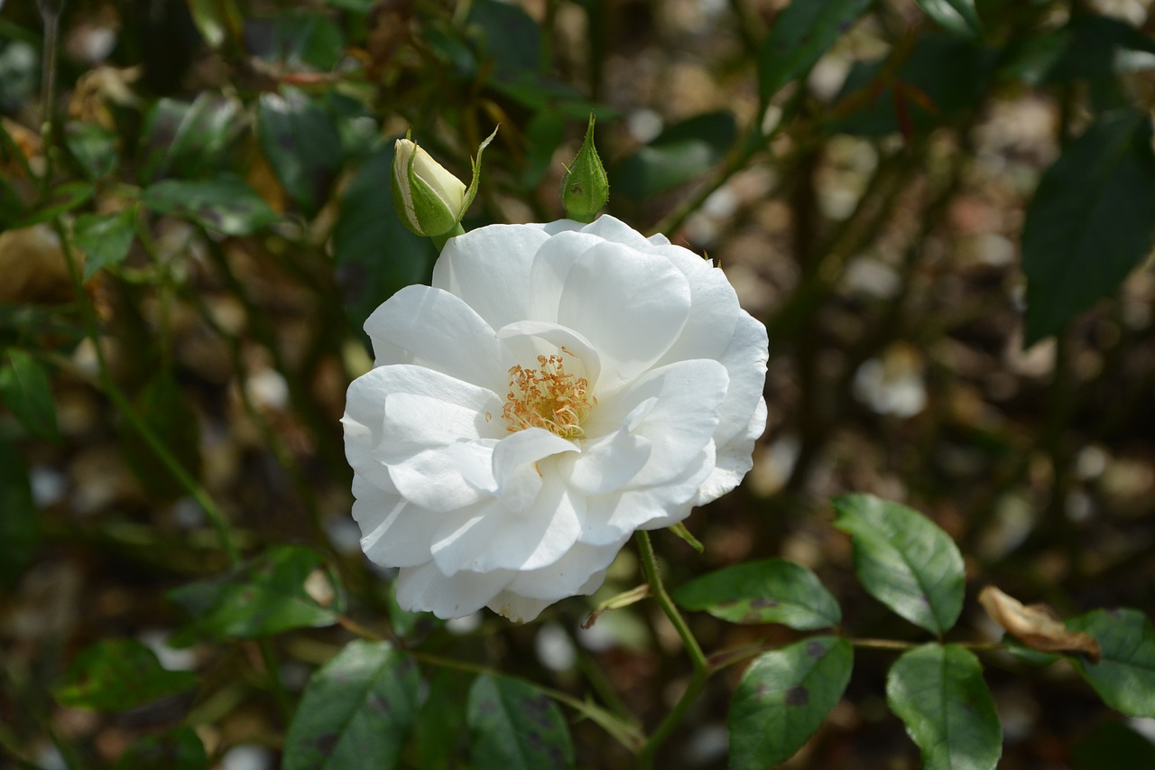 Image - white rose rose bud green foliage