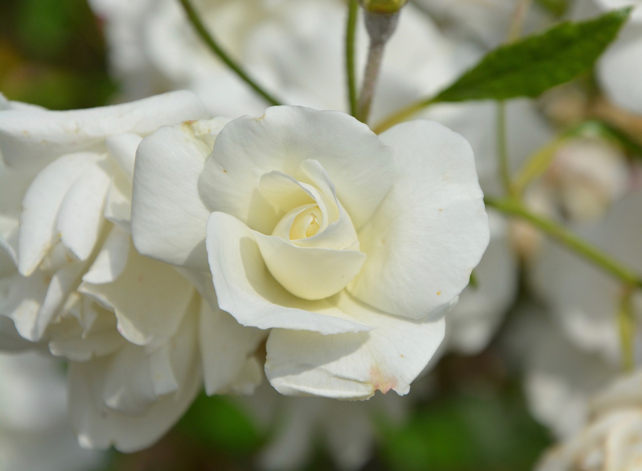 Image - white rose white flower purity