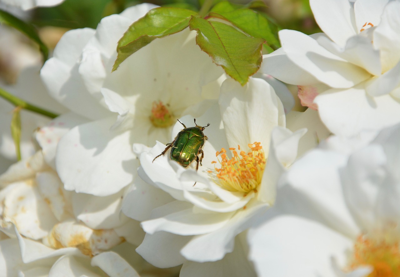 Image - insect coléoptére nature flower