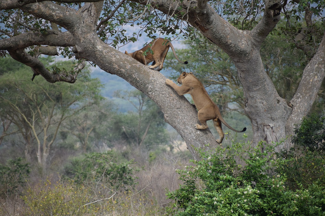 Image - ishasha tree climbing lion africa