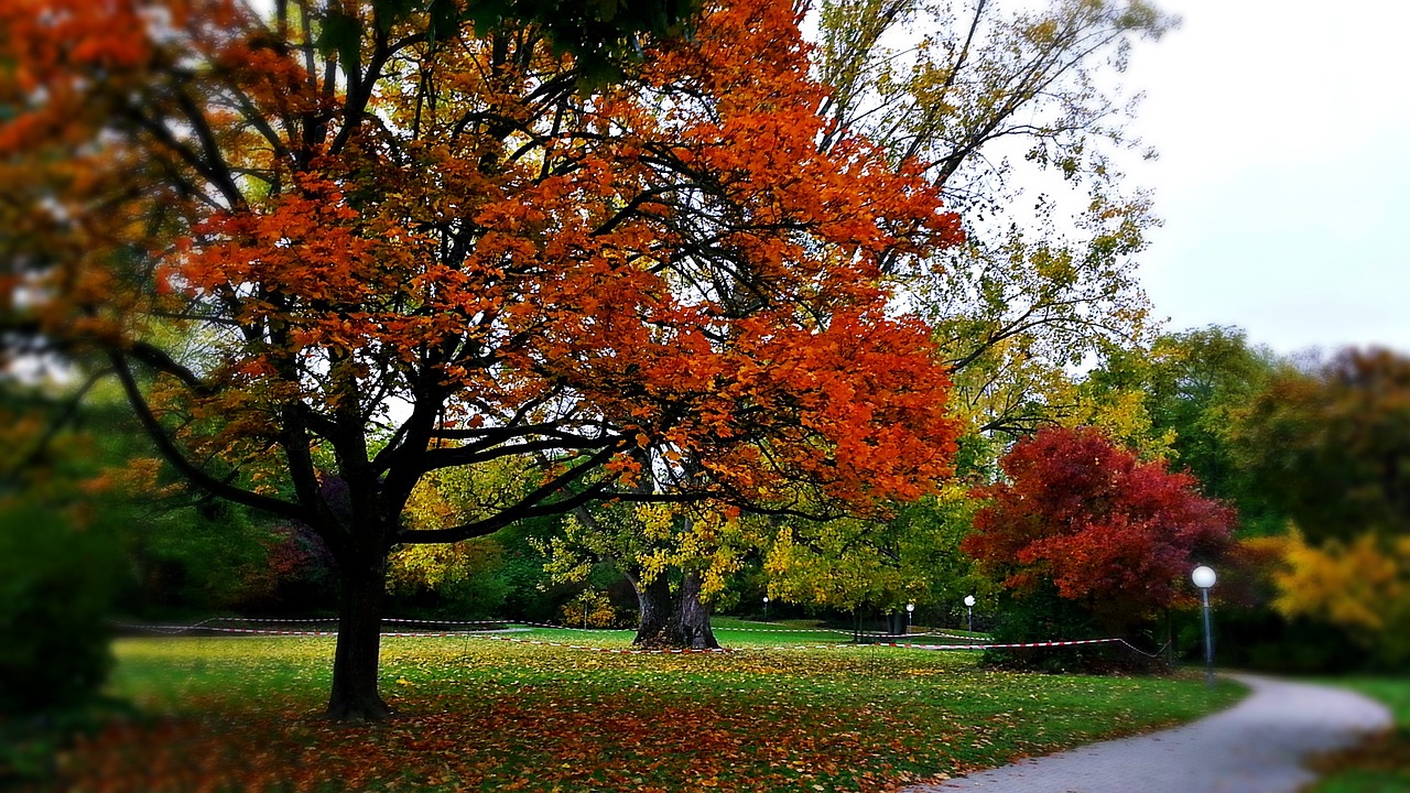 Image - autumn foliage tree lane alley