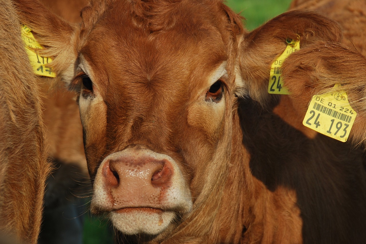 Image - nature calf view brown pasture