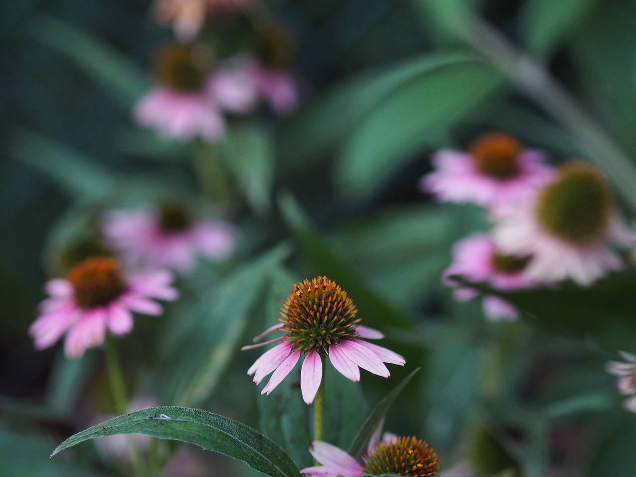 Image - echinacea flower summer garden