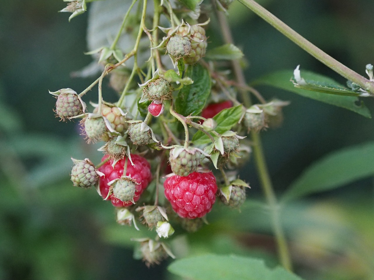 Image - raspberry garden fruit eat food