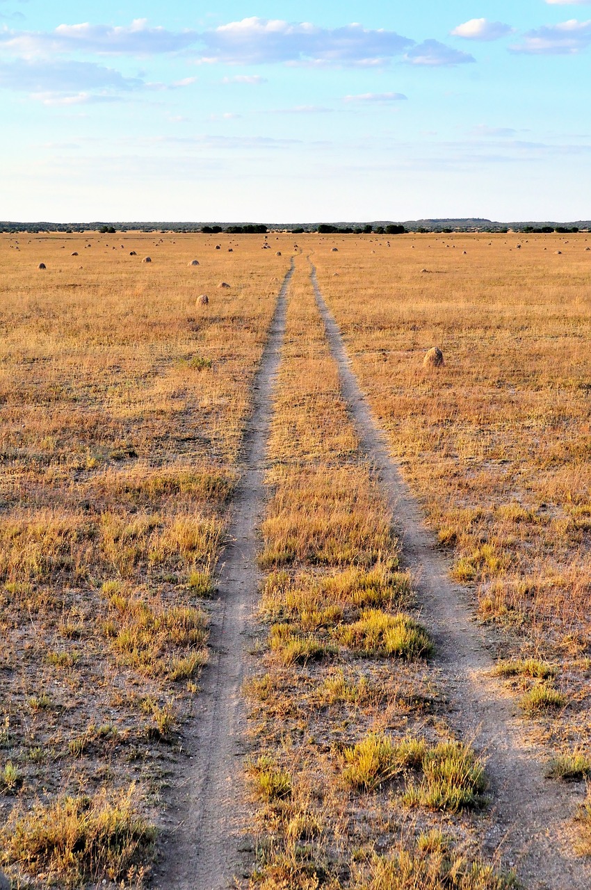 Image - grass veld track yellow