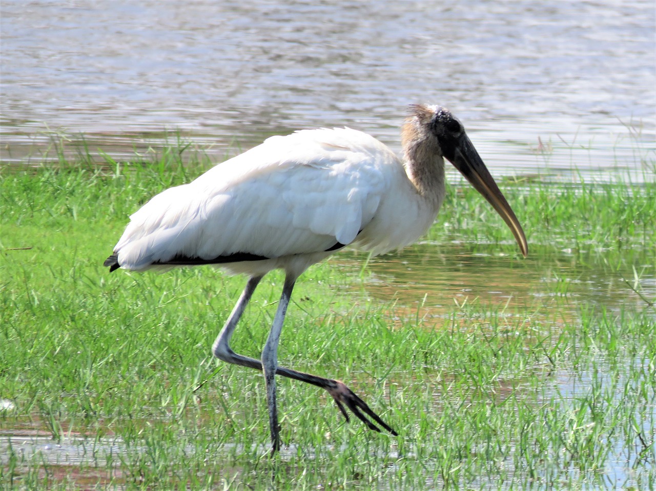 Image - stork swamp tropical bird bird