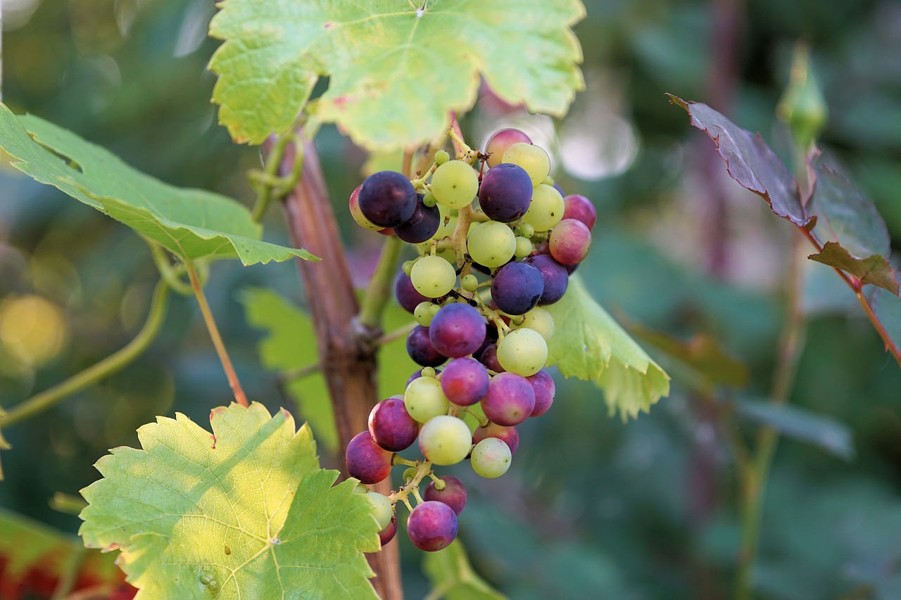 Image - wine grape winegrowing fruits