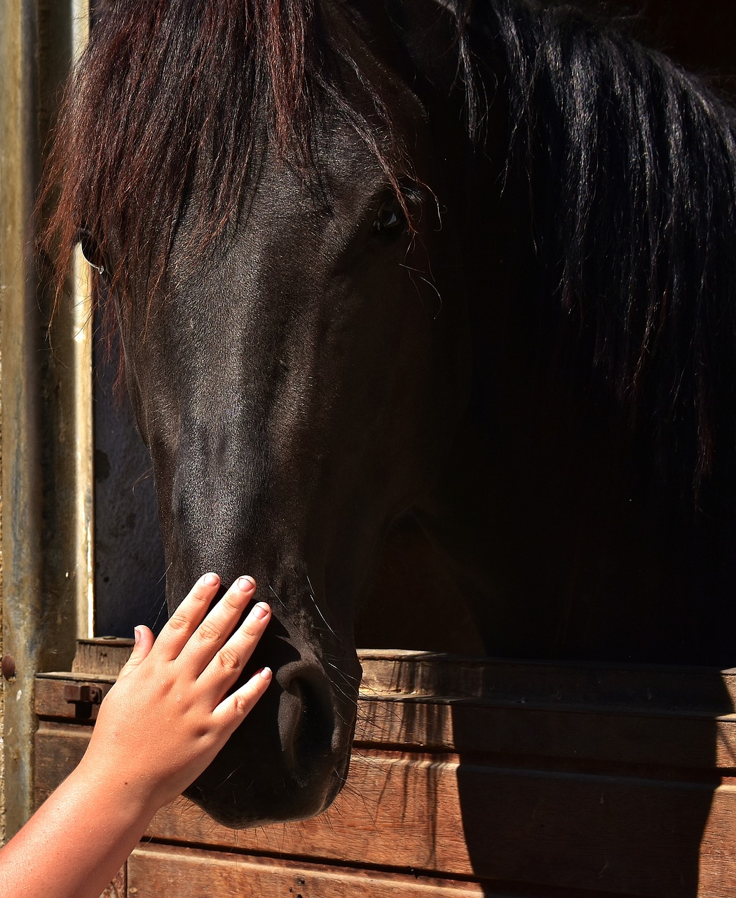 Image - horse love child s hand stroke