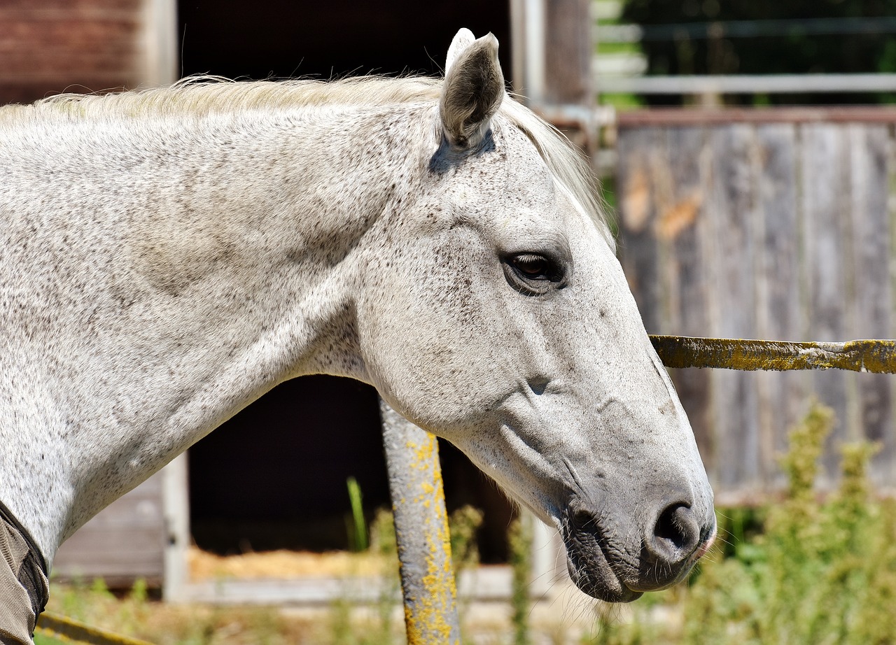 Image - horse mold reiterhof animal