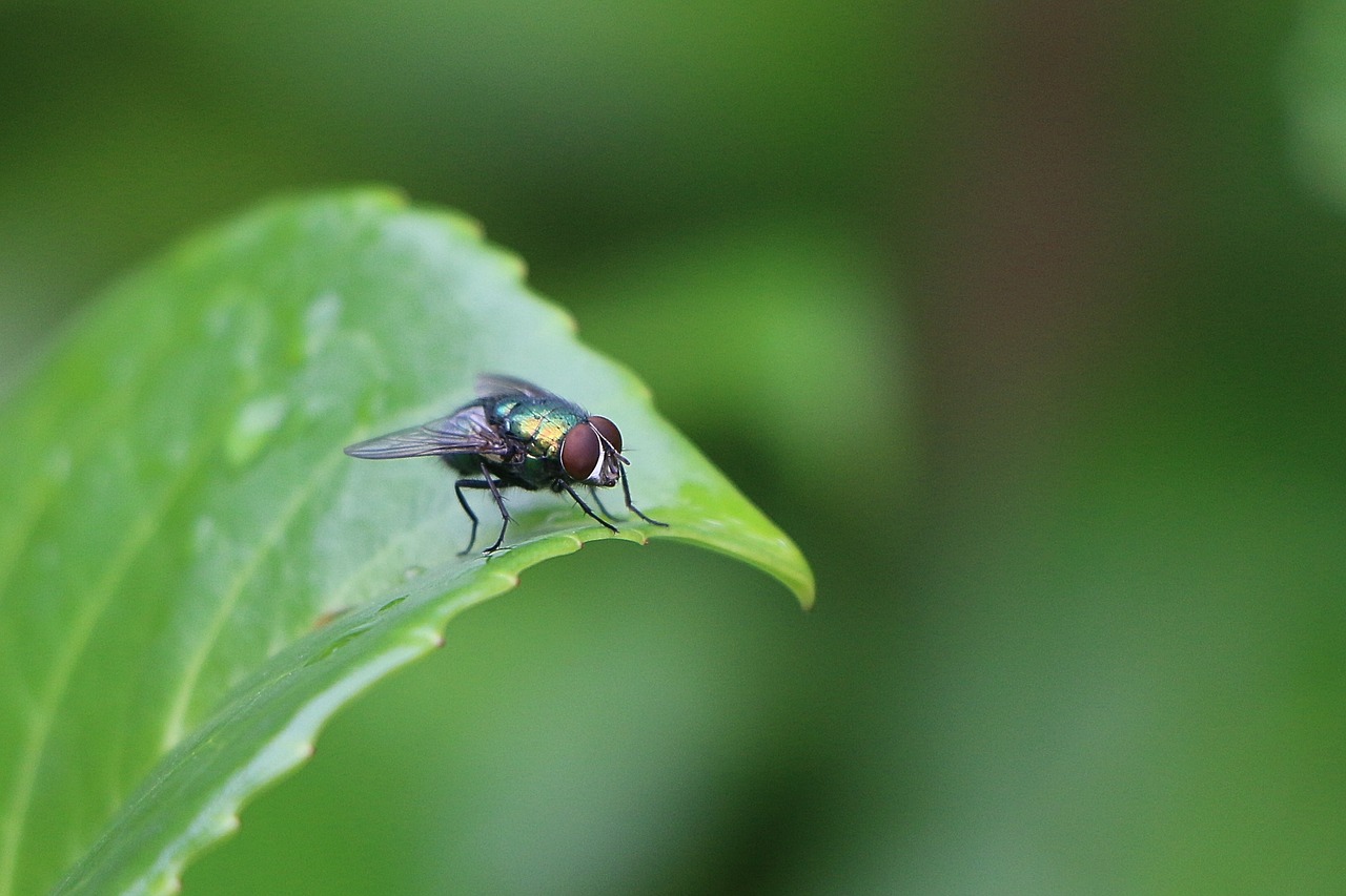 Image - fly green insect leaf nature