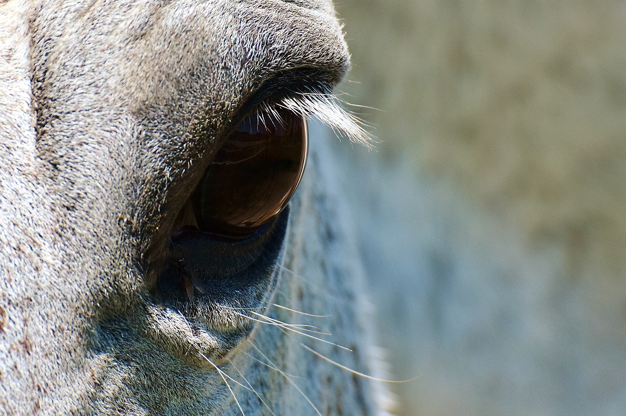 Image - horse mold eye close