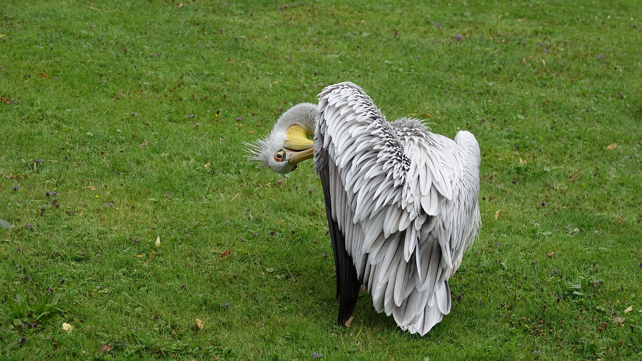 Image - pelikan zoo bird feather hamburg