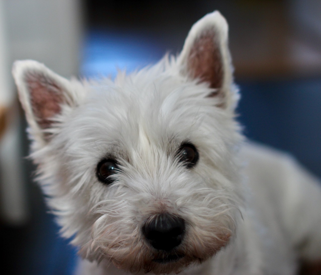 Image - dog westie terrier white