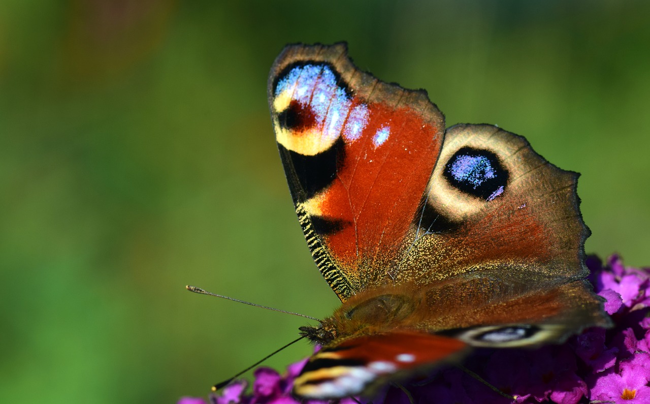 Image - peacock butterfly insect edelfalter