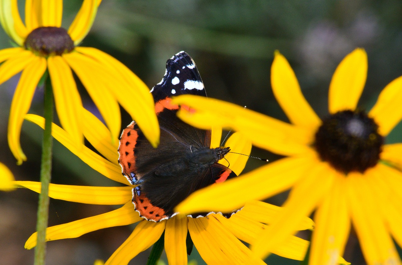 Image - butterfly summer flower night tours