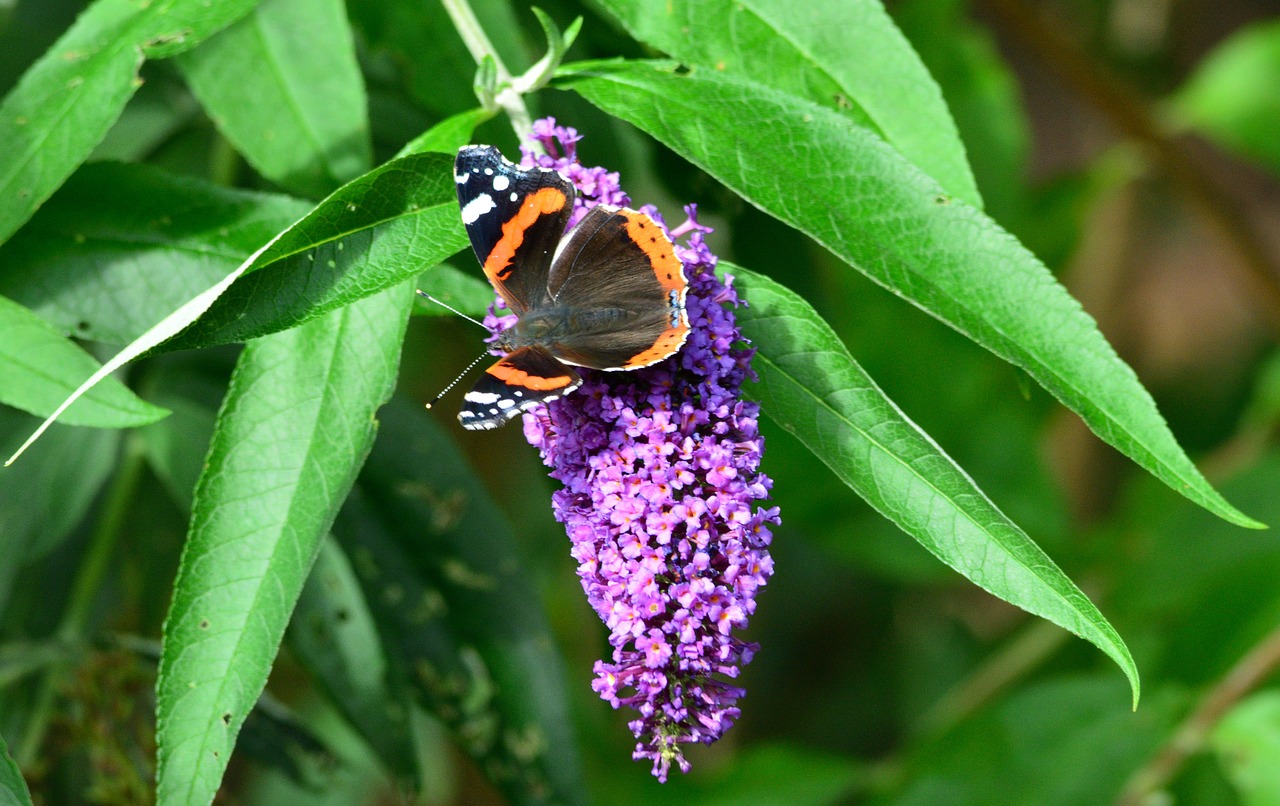 Image - butterfly summer flower night tours