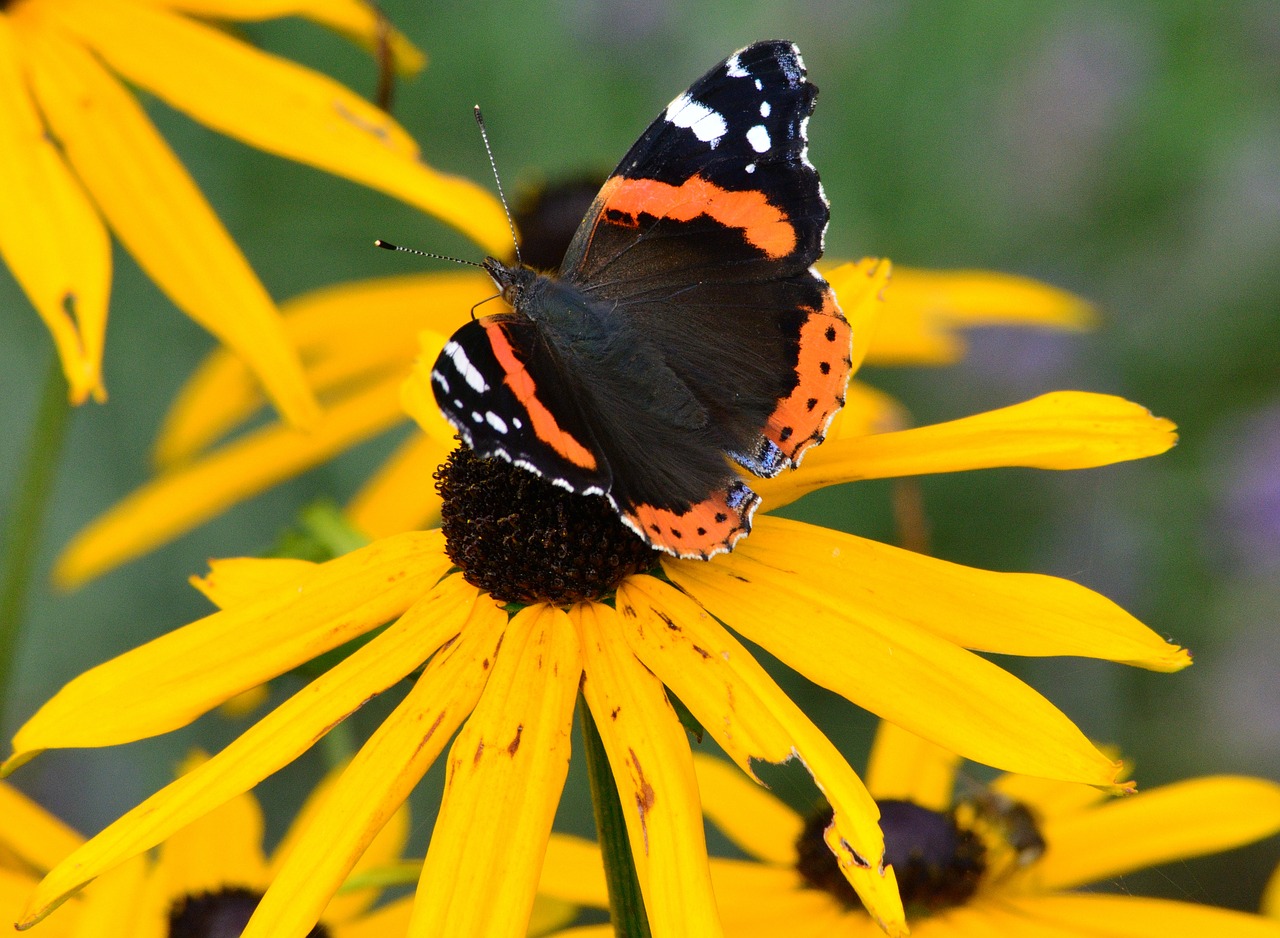 Image - butterfly summer flower night tours