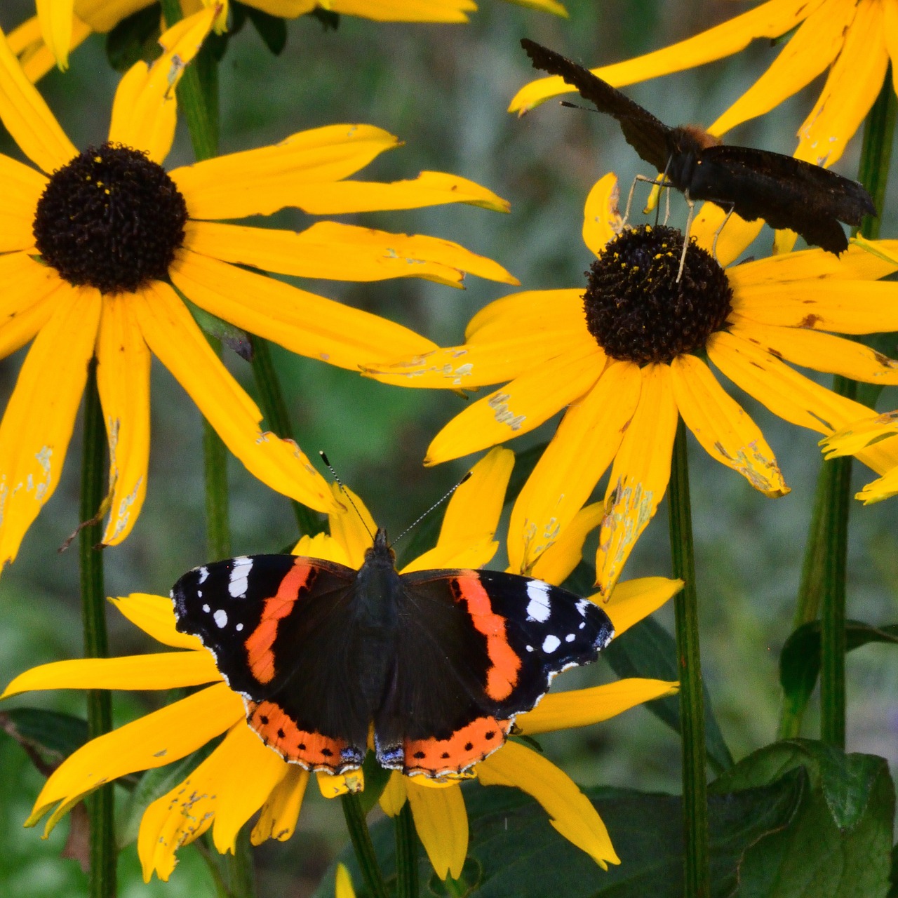 Image - butterfly summer flower night tours