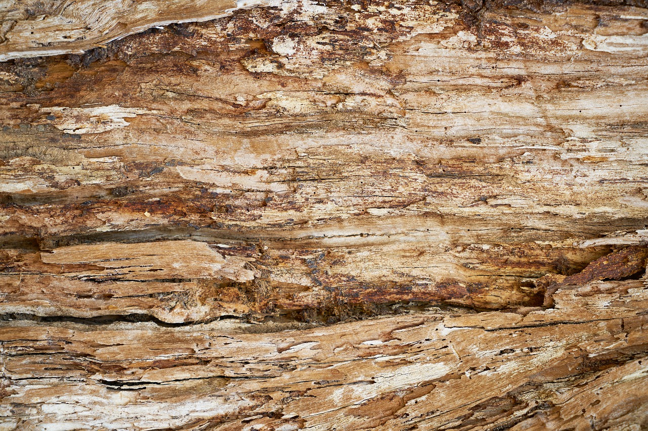 Image - abstract texture tree macro