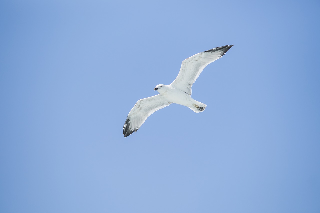 Image - bird seagull environmental birds