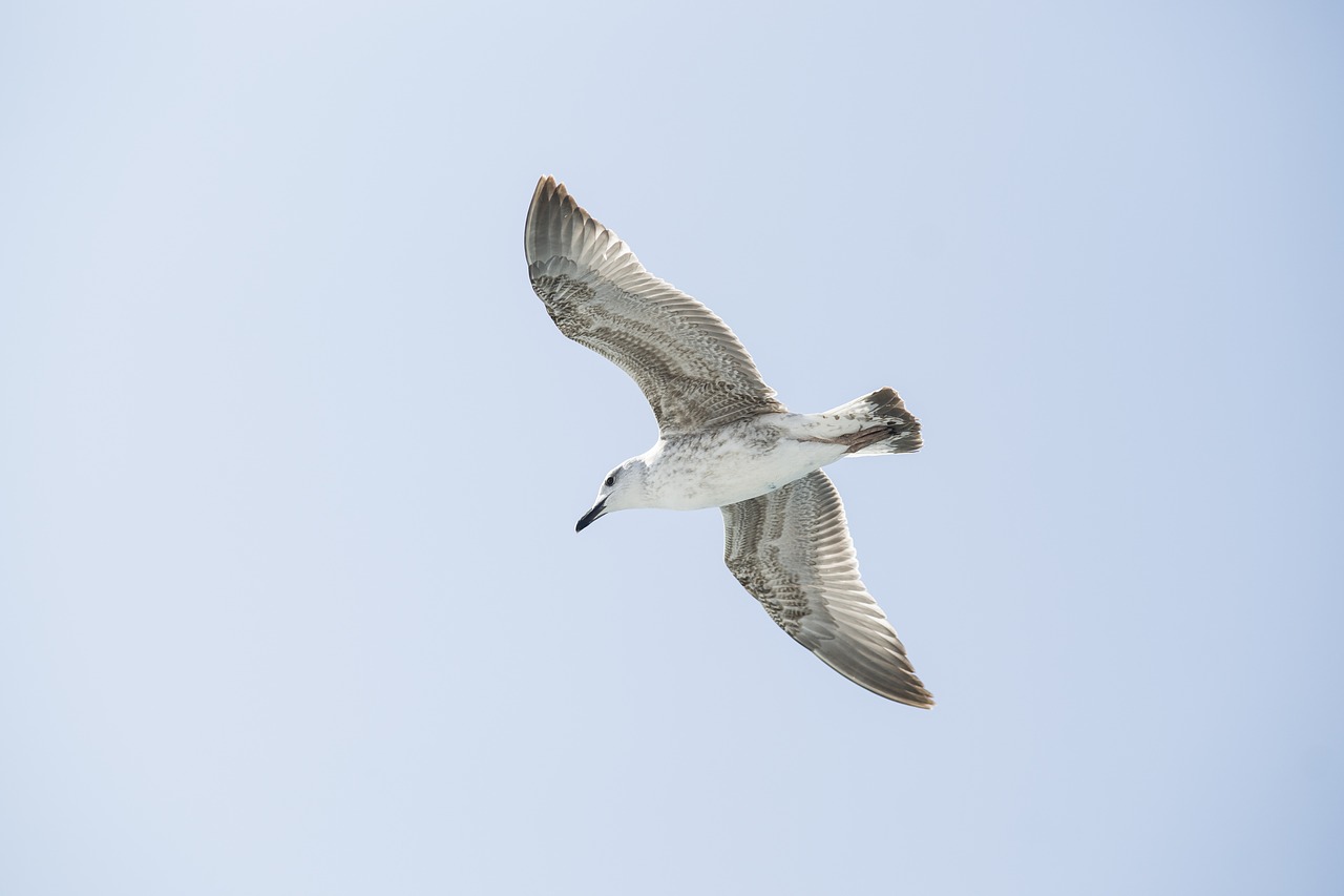 Image - bird seagull environmental birds