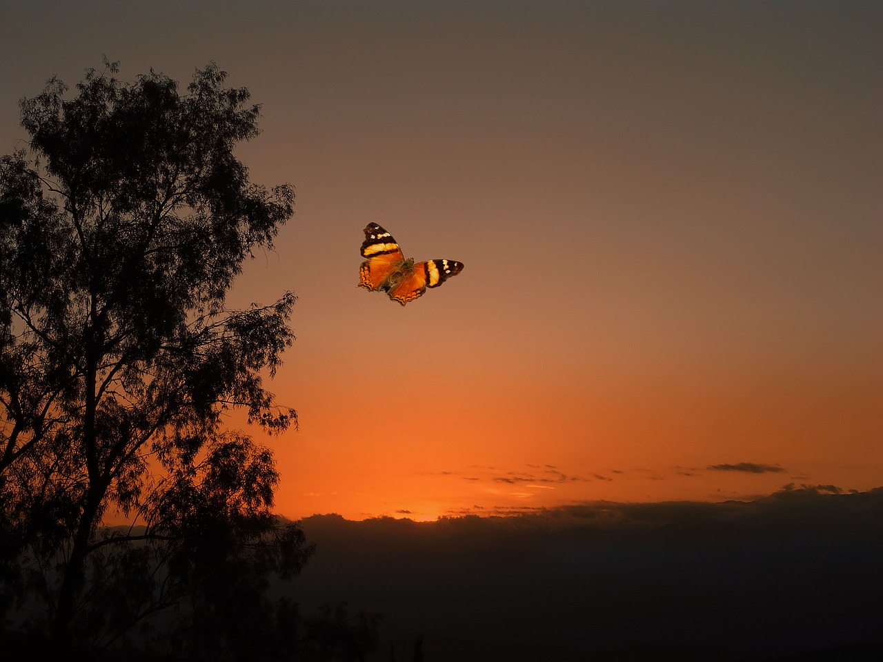 Image - sunset orange butterfly flying