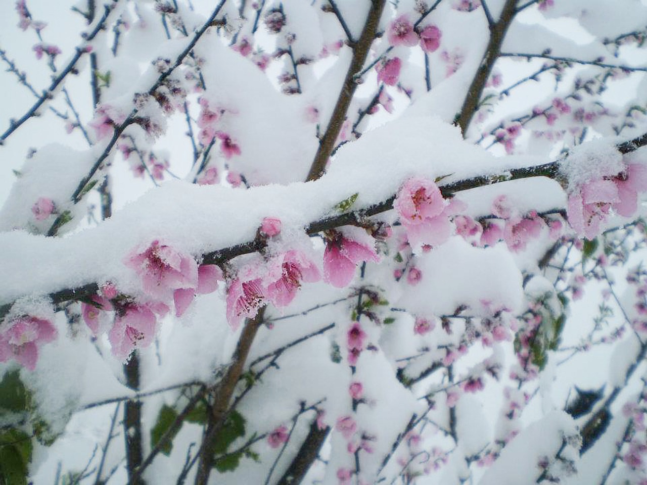 Image - snow flowers peach nevada