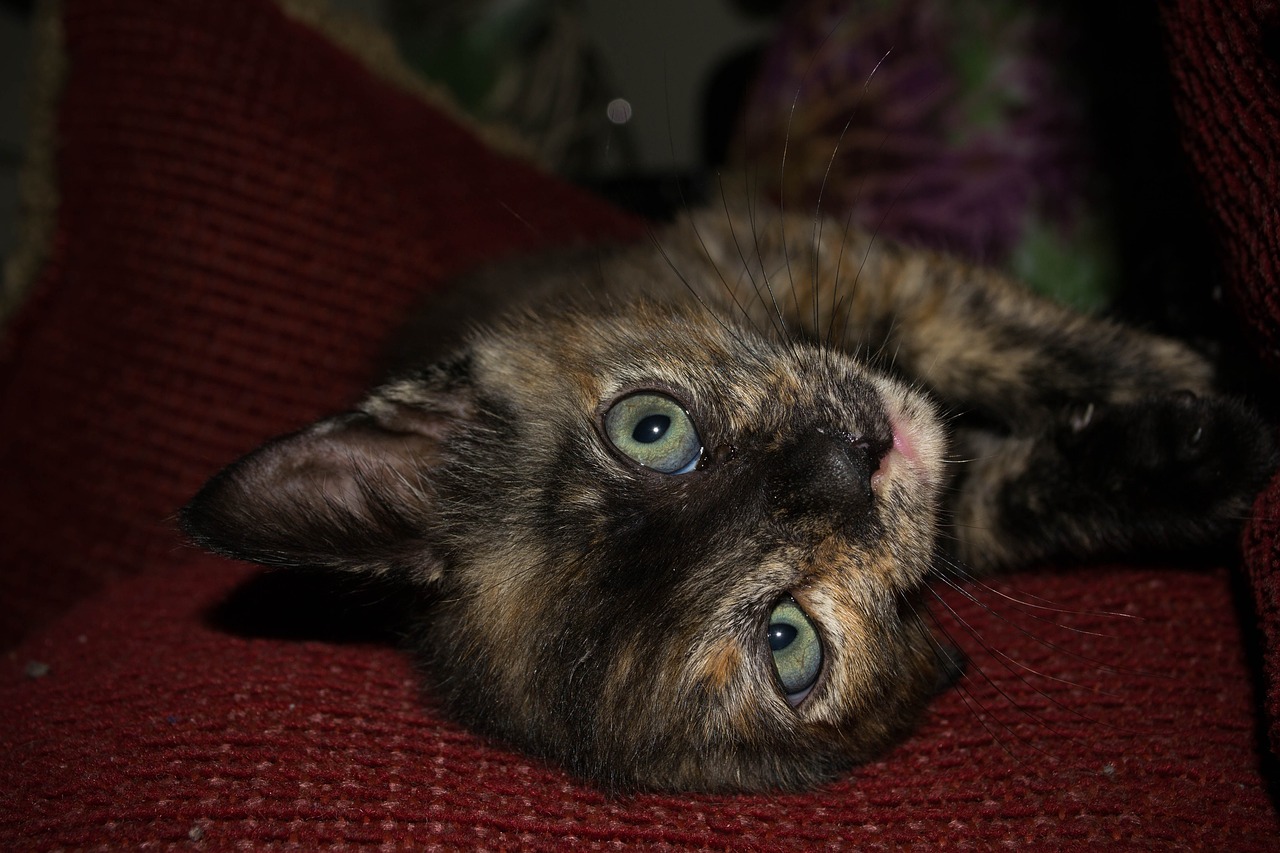 Image - gato filhote cat young animal pet