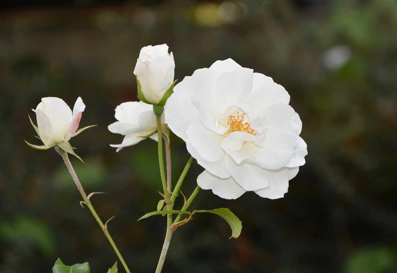 Image - white rose buttons flowers nature