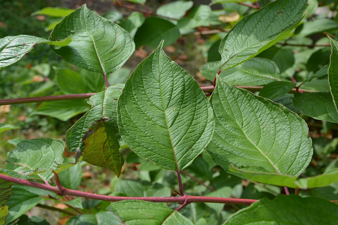 Image - leaf shrub green massif nature