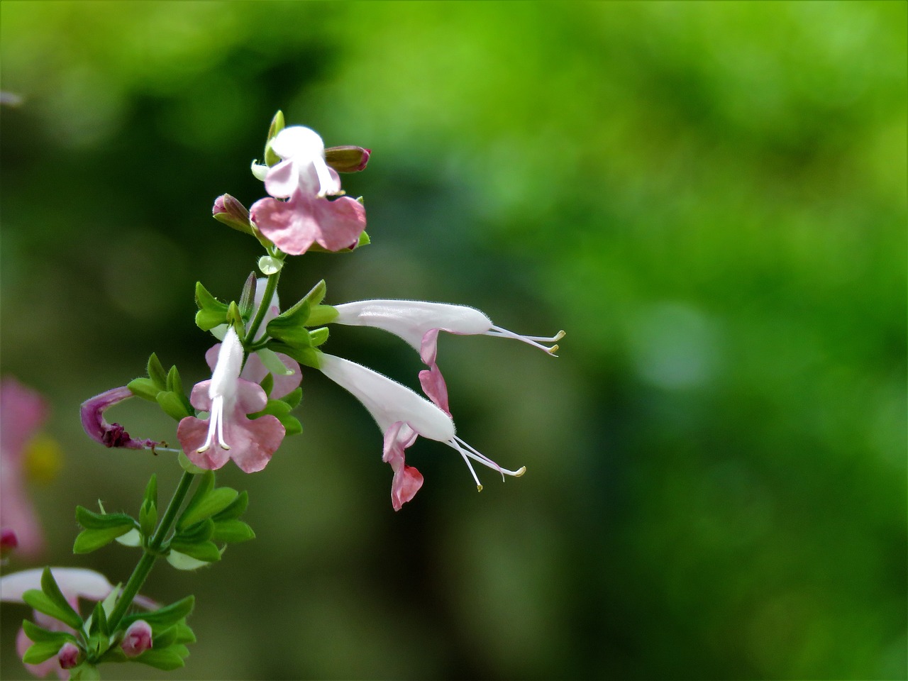 Image - flowers tiny pink and white garden