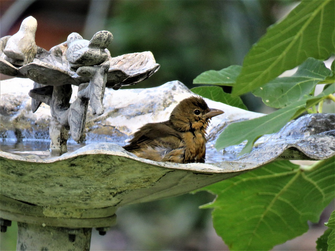 Image - bird in bird bath wildlife