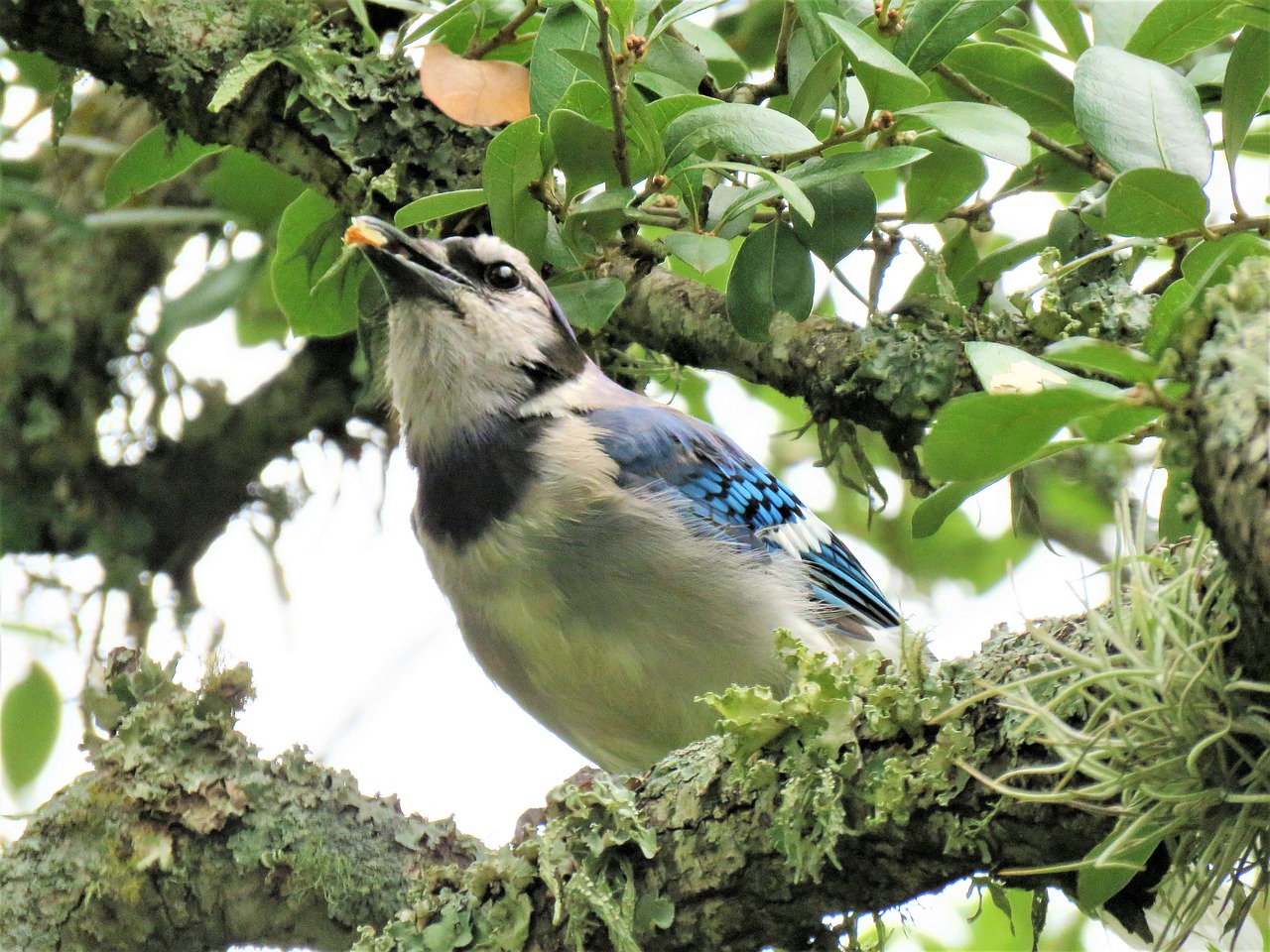 Image - bird blue jay blue and white