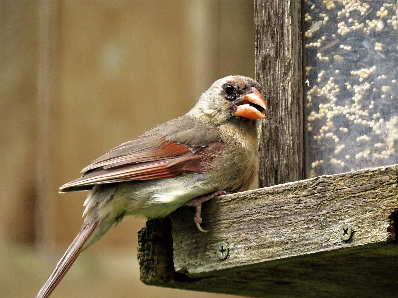 Image - bird close up female cardinal