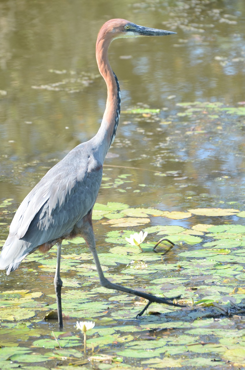 Image - goliath heron heron goliath ardea