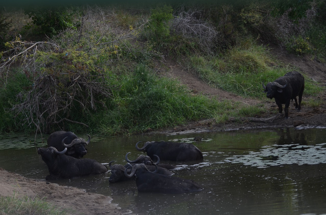 Image - buffalo dagga bulls cape buffalo