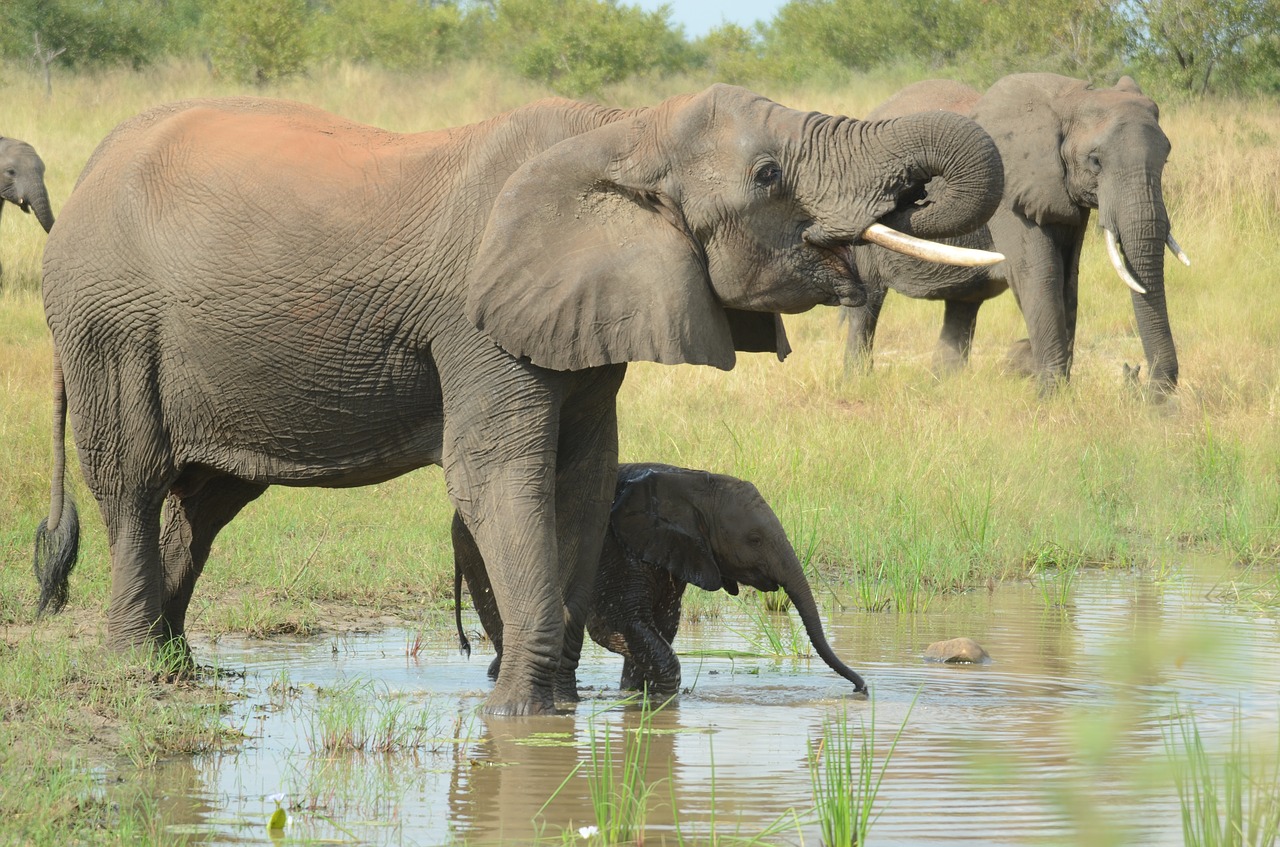 Image - elephant mother and baby elephants